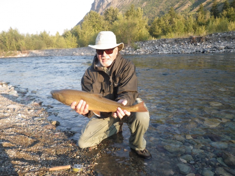 Bull trout on Wigwam River, B.C, Canada. August 2014