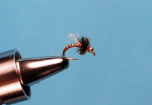  Fotografía de atado de moscas para Trucha arcoiris por Jimbo Busse – Fly dreamers 