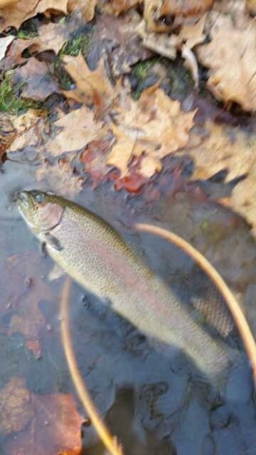 wild rainbow trout !!!!. this one took a number 22 purple crystal flash mIdge.