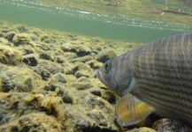 André Abt 's Fly-fishing Image of a Grayling – Fly dreamers 