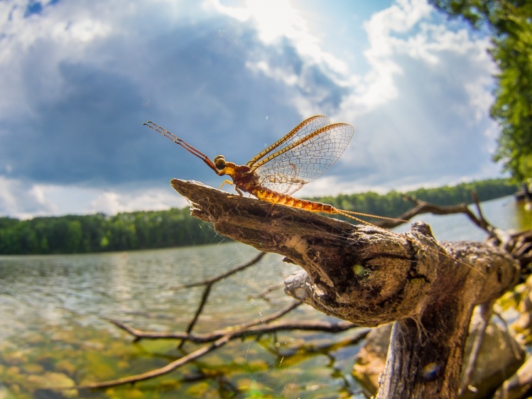 This is a hex mayfly--predators love these! 