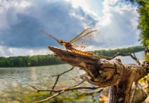 Cool Fly-fishing Entomology Photo shared by Kevin Feenstra – Fly dreamers 