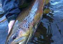 Fly-fishing Picture of Brown trout shared by Peter Breeden – Fly dreamers