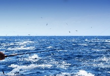  Atún de aleta azul – Genial Situación de Pesca con Mosca – Por Arturo Monetti