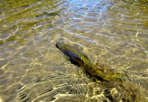  Foto de Pesca con Mosca de Trucha marrón por Andy  Sutherland  – Fly dreamers 