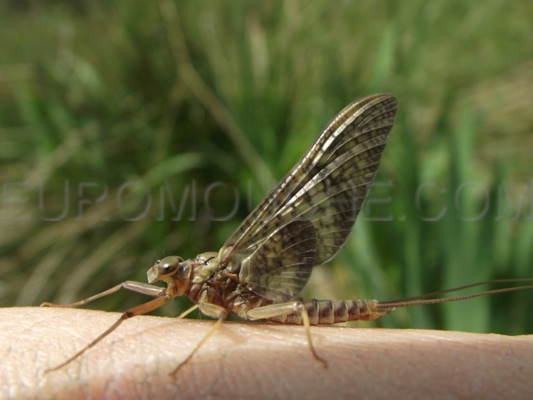 insecte de nos rivières et lacs / insect of our rivers and lakes - Fly ...