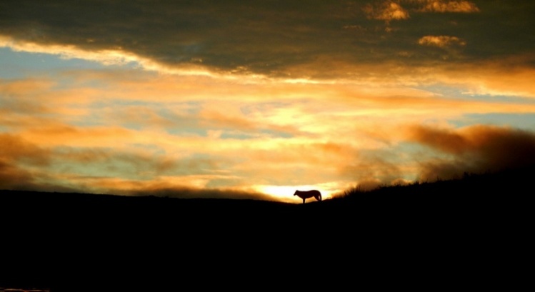 Arctic Wolf sunset on the Tree River