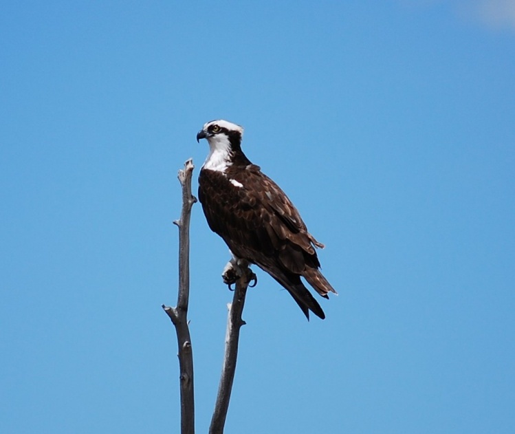 Young Osprey on the North Platte River in Wyoming.