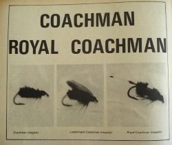 Coachman - Royal Coachman