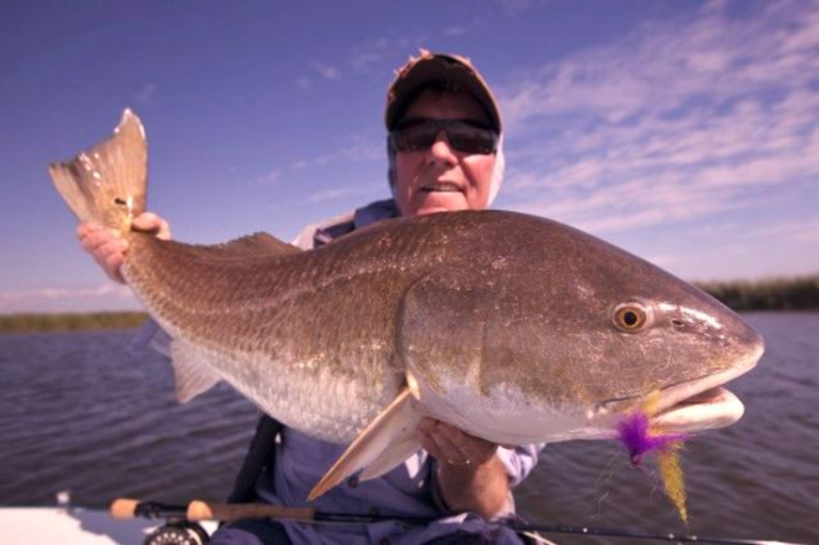 Nice big redfish with a yellow and purple articulated crab.....the flys have to be big.