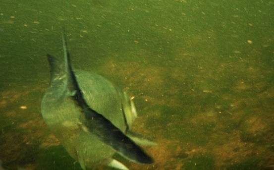 Underwater shot of a roe shad with the fly in her mouth.