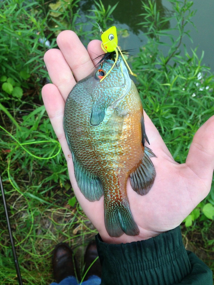 Sunfish on the popper.