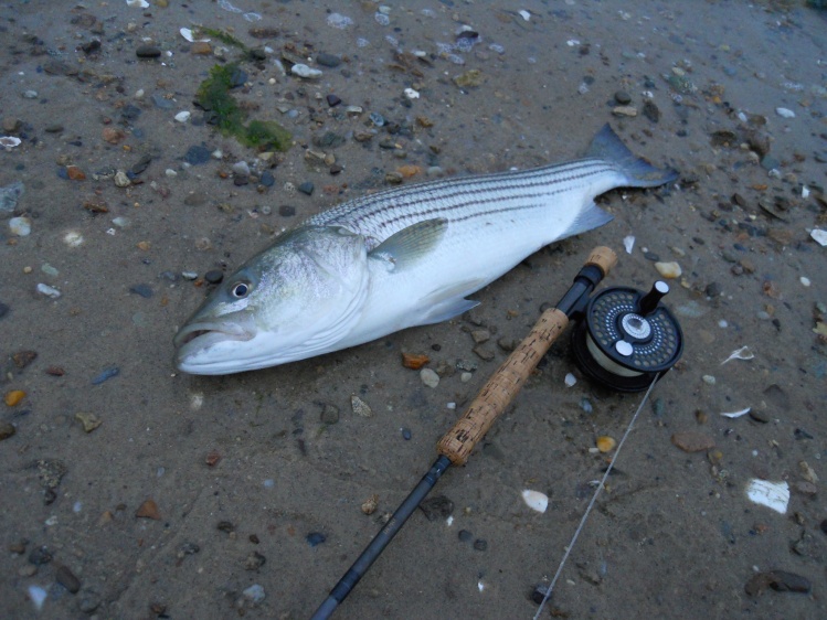 Cape Cod Striped Bass From The Beach