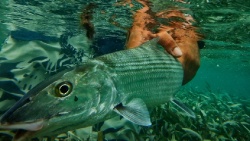 FWC Unanimously Votes to Make Bonefish and Tarpon Catch and Release