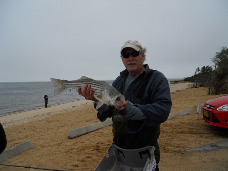 Cape cod Striper from the beach, released to fight another day.