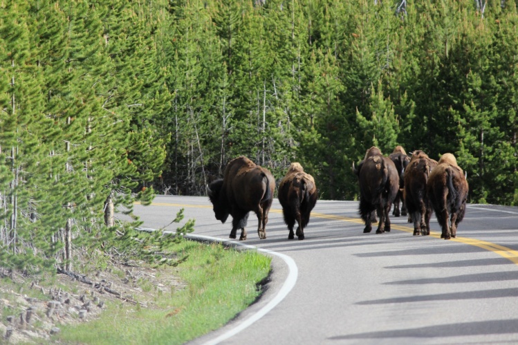 Bison Jam in Yellowstone National Park