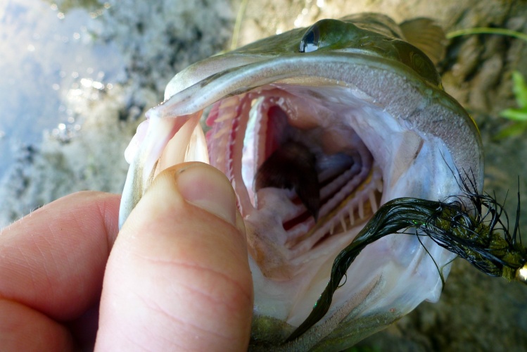 Fish stuck in throat.