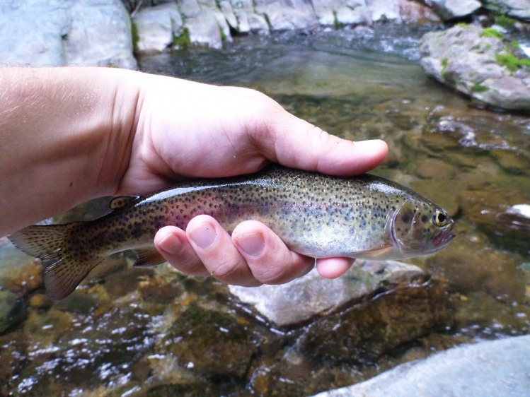 Wild Rainbow Trout - N. Fork of the Moorman's River