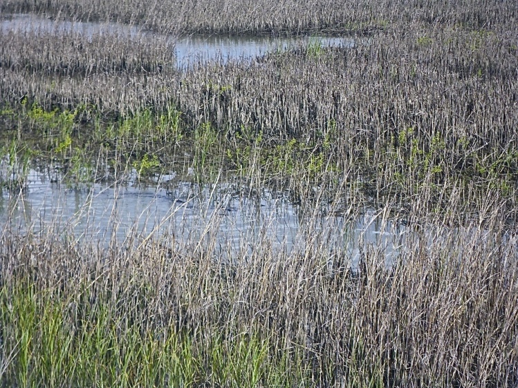Small school creeping through the marsh.
