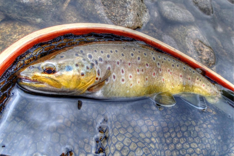 French Trout of Dordogne River