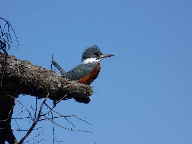 Kingfisher over the Rivadavia