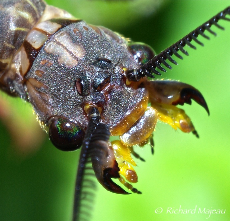 Close-up on a Dobsonflies head