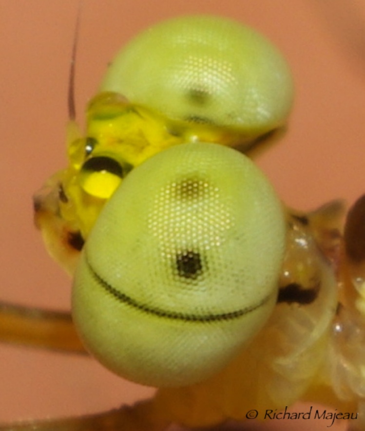 Close-up on the eyes of a Mayflies