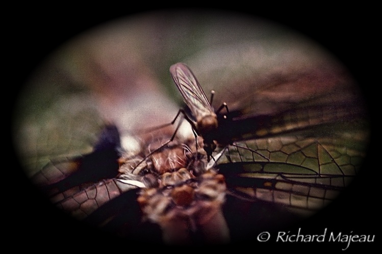A rule exception :  A mosquito who's biting a Dragonflies.