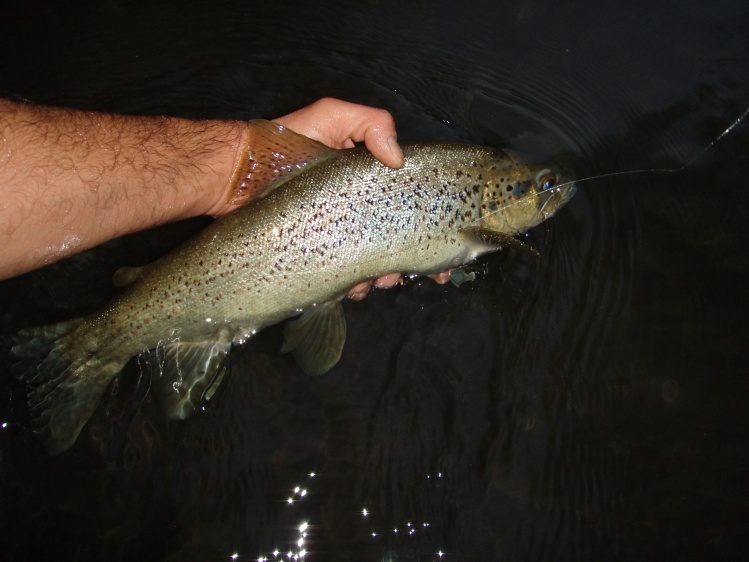 Release Macrostigma trout