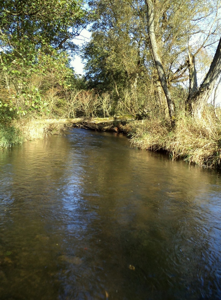 Autumn, River Aar.