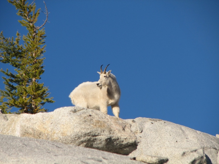 Mountain Goat. Cascade Range, WA.