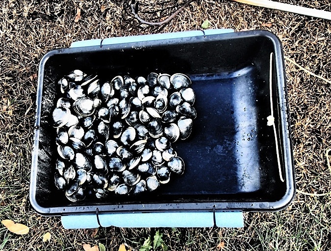 Opening Day clamming season, dinner will be great.
