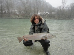Danube salmon-hucho hucho in Slovenia