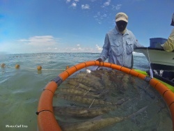 BTT Bonefish Tagging Efforts Expand to South Andros