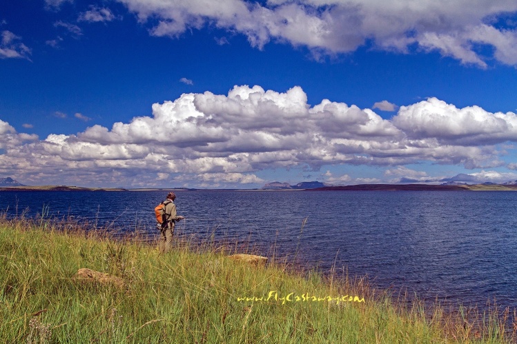 Looking for fish at Sterkfontein Dam, South Africa.