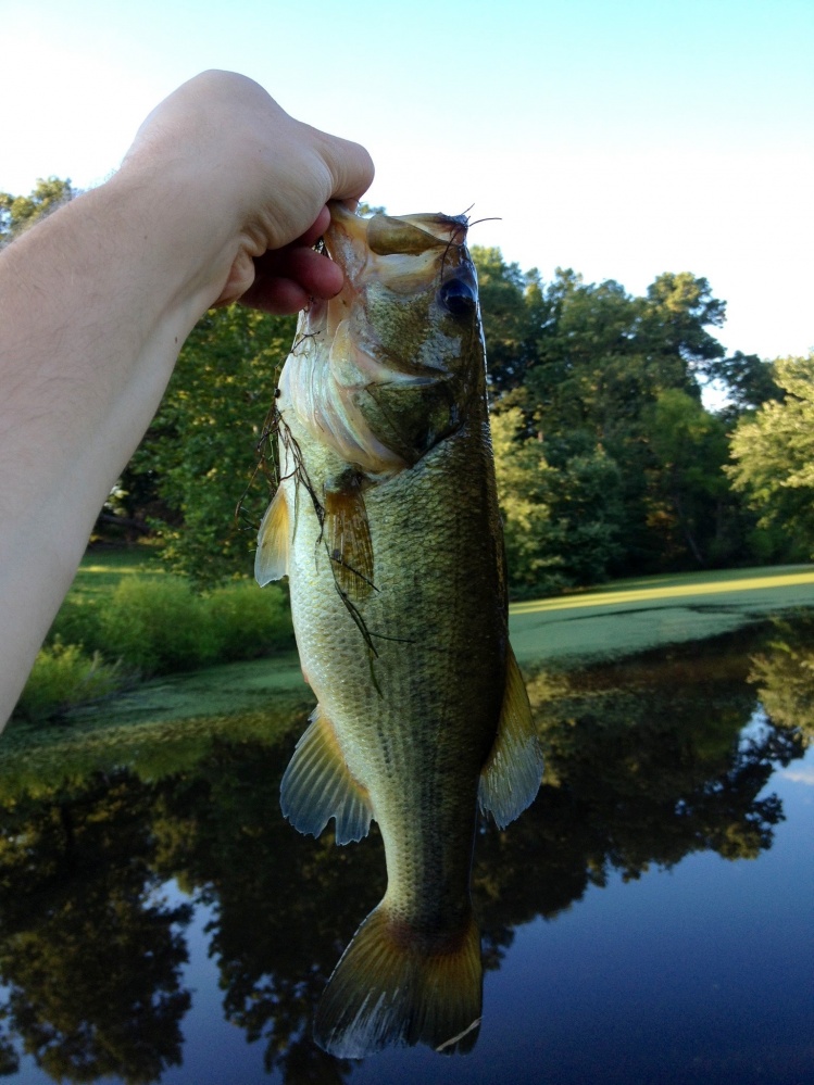 Farm pond Bass