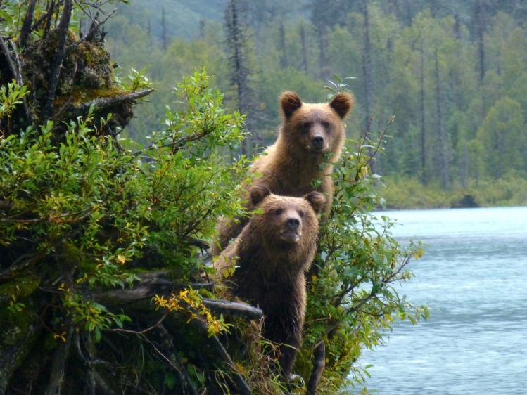 PHOTO OF THE YEAR 2013 CONTEST
8. Gene De Fouw - Grizzly Bears