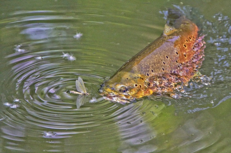 PHOTO OF THE YEAR 2013 CONTEST
7. George Kavanagh - Brown Trout