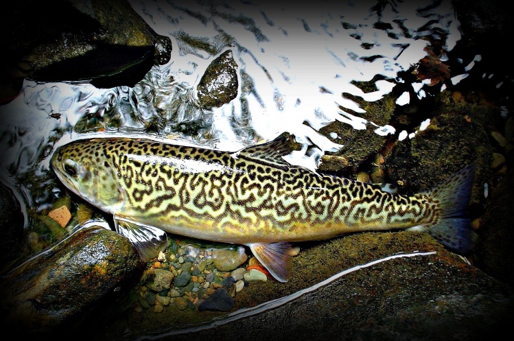 PHOTO OF THE YEAR 2013 CONTEST
6. Kevin Lyall - Tiger Trout