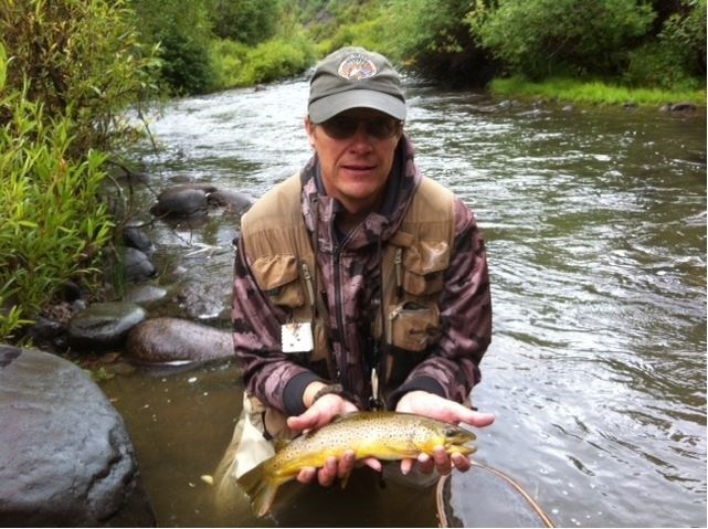 Brown trout Williams Creek