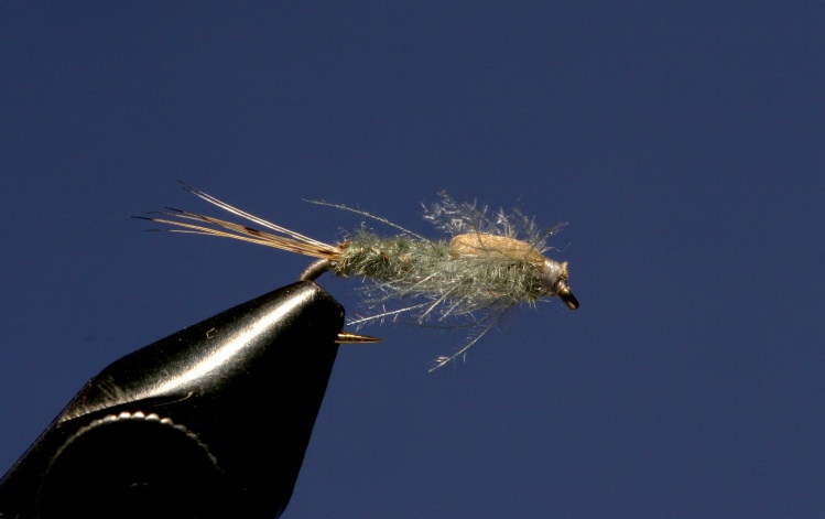 MP Floating nymph
