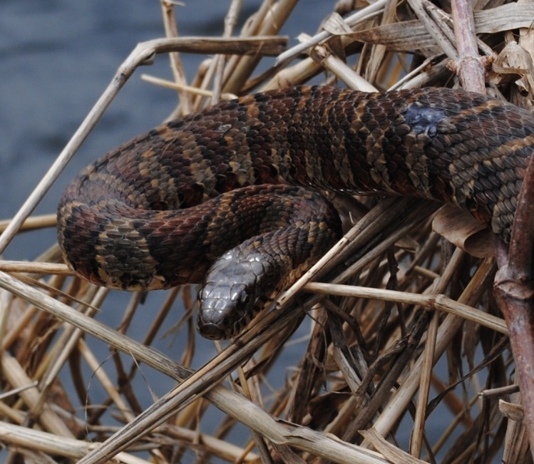Northern Water Snake taking advantage of some warm early spring weather.