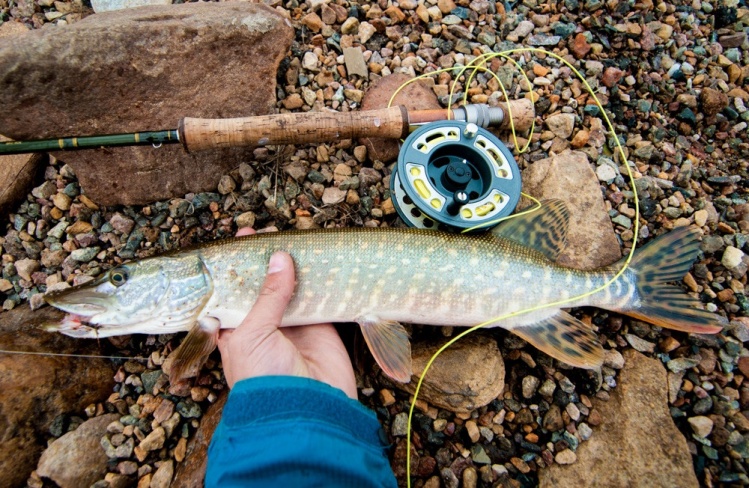 Pike on the fly