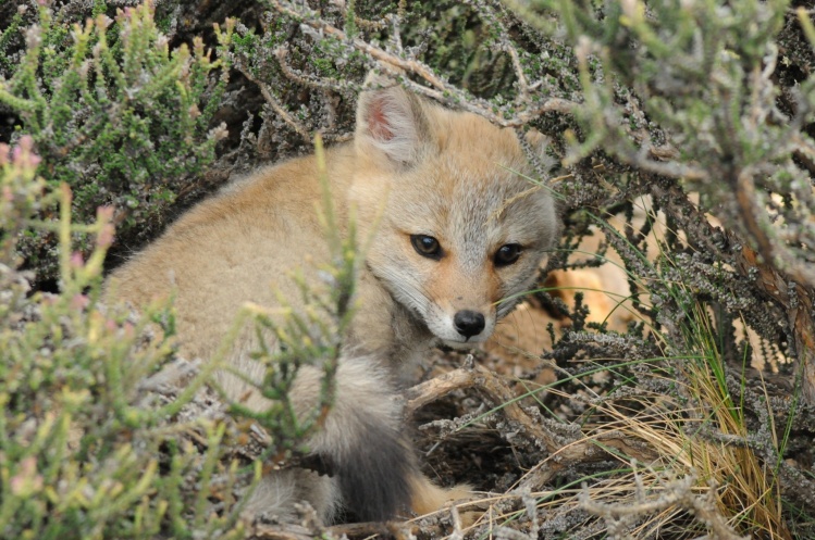 Patagonian Fox