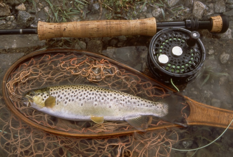 pakistani trout fish