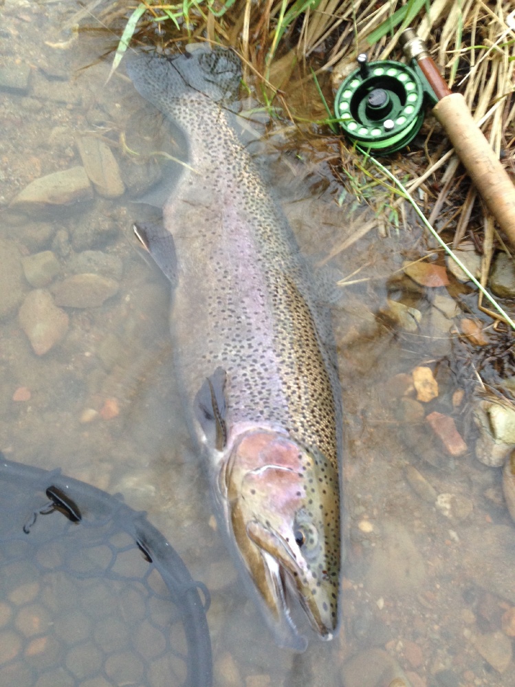 A hog rainbow from the depths of the river.