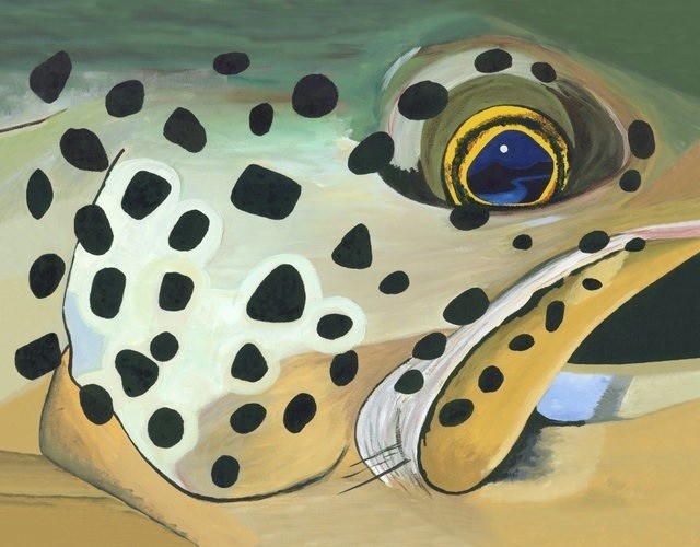 Brown Trout Face