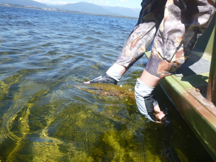 New Zealand lake dryfly brown trout catch and release