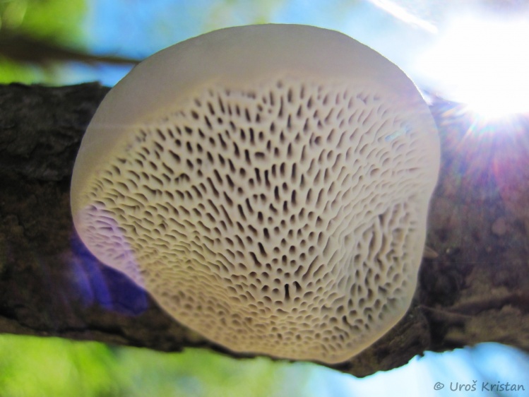 Rare wood mushroom (Scenidium nitidum)
