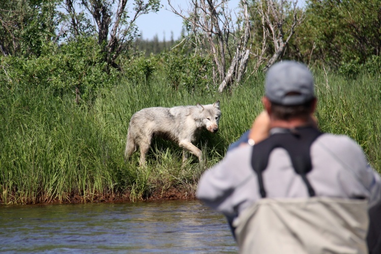 Wildlife on the Alagnak River, Alaskan wolf